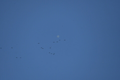 Rhynchopsitta terrisi