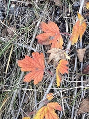 Ribes oxyacanthoides