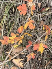 Ribes oxyacanthoides