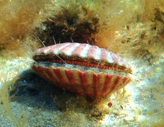 Aequipecten tehuelchus