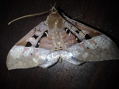 Ischyja marapok