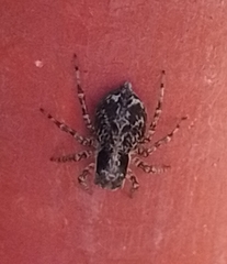 Saitis variegatus