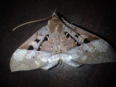 Ischyja marapok