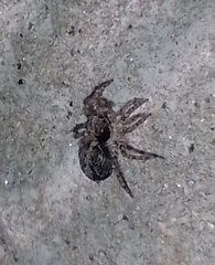 Saitis variegatus