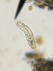 Hypotrichia
