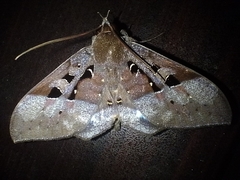 Ischyja marapok