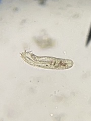 Hypotrichia