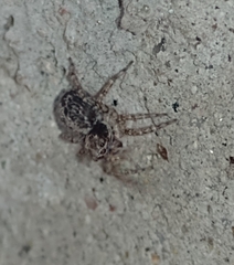Saitis variegatus