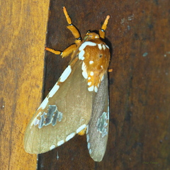 Rhodorhipha subflammans