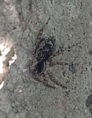 Saitis variegatus