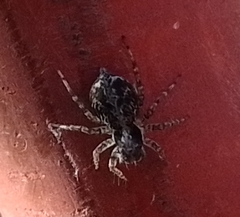 Saitis variegatus