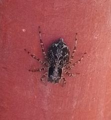 Saitis variegatus