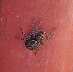 Saitis variegatus