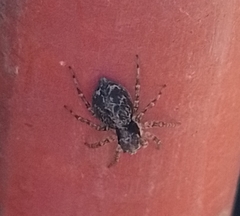 Saitis variegatus