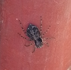 Saitis variegatus