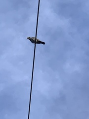 Patagioenas leucocephala