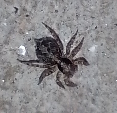 Saitis variegatus