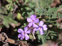 Glandularia gooddingii