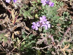 Glandularia gooddingii