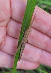 Achurum carinatum