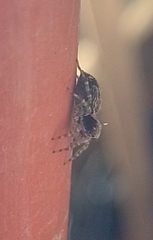 Saitis variegatus