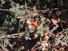 Sphaeralcea rusbyi