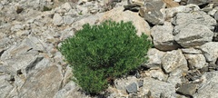 Peucephyllum schottii