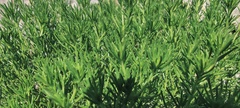 Peucephyllum schottii