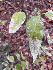 Celtis tenuifolia