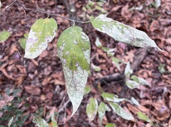 Celtis tenuifolia