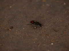 Stenomutilla eurydice