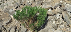 Peucephyllum schottii