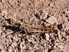 Rhammatocerus viatorius