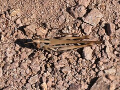 Rhammatocerus viatorius