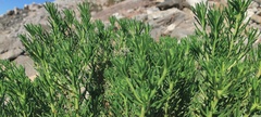 Peucephyllum schottii