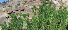 Peucephyllum schottii