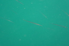 Aulorhynchus flavidus