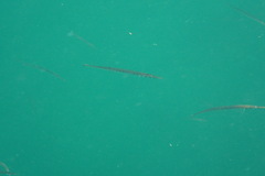 Aulorhynchus flavidus