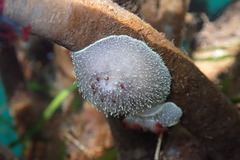 Acanthodoris nanaimoensis