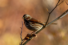 Passerella iliaca iliaca