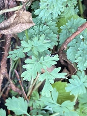 Capnoides sempervirens