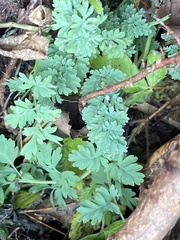 Capnoides sempervirens