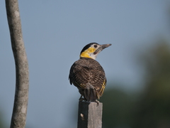 Colaptes campestris campestroides
