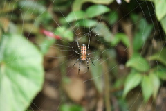 Alpaida grayi
