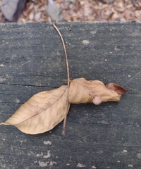 Caryomyia