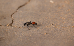 Stenomutilla eurydice