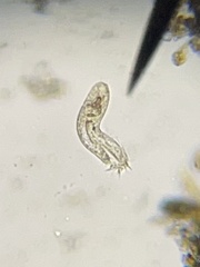 Hypotrichia