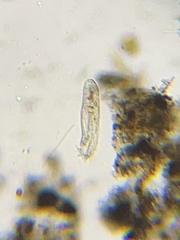 Hypotrichia