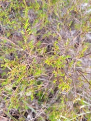 Polygonum dentoceras