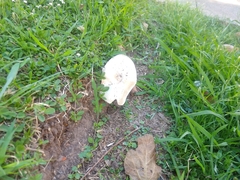 Saproamanita thiersii